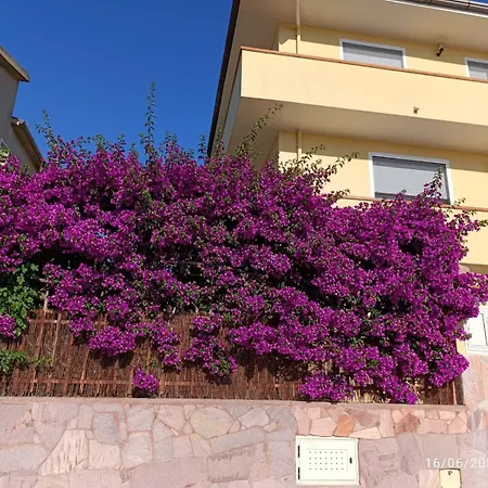 Bouganville Olmedo